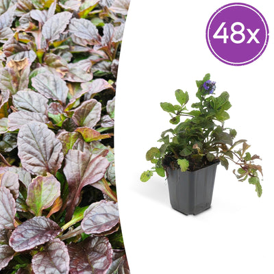 48x Kriechender Günsel (Ajuga reptans) - 10-25cm, Ø9cm