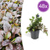 48x Kriechender Günsel (Ajuga reptans) - 10-25cm, Ø9cm Bild 1
