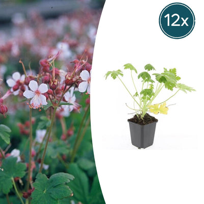 12x Storchschnabel 'Spessart' - 10-25cm - Ø9cm Topf