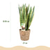 Sansevieria Laurentii mit Korb - Pflegeleicht & Dekorativ Bild 3