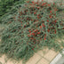 60x Creeping Juniper 'Cotoneaster dammeri' 10-25cm, Ø9cm Bild 8