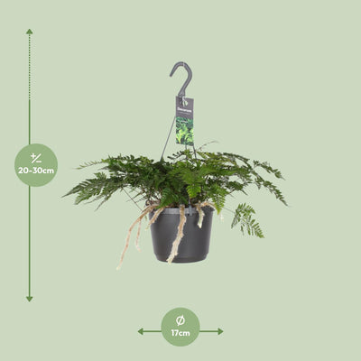 Humata Tyermannii Bärenfußfarn Ø17cm H30cm