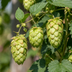 Nordbrau Hopfen: Kräftige Kletterpflanze für Sichtschutz & Begrünung Bild 3