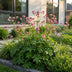 Green boutiQ - Perennial plant - Astrantia major - Masterwort - Shade - White-Pink - 24 plants - Pot 11cm - Height 15-25cm Bild 6