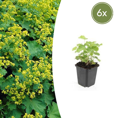 6x Frauenmantel (Alchemilla mollis) - 10-25cm - Topf 9cm