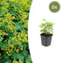6x Frauenmantel (Alchemilla mollis) - 10-25cm - Topf 9cm Bild 1