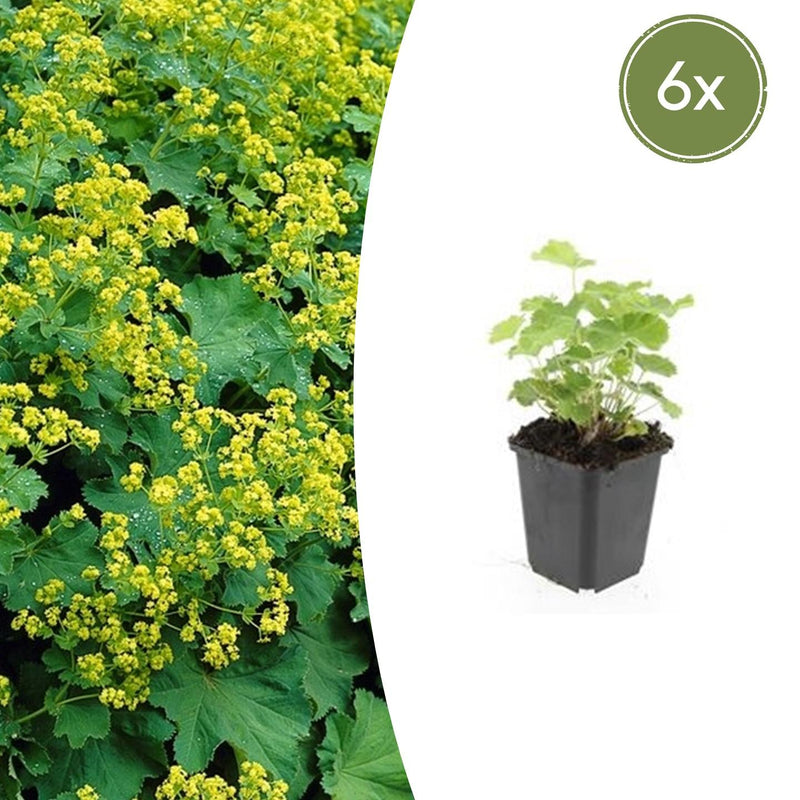 6x Frauenmantel (Alchemilla mollis) - 10-25cm - Topf 9cm