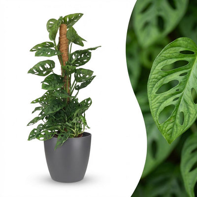 Monstera Adansonii Monkey Mask, 90cm, Moosstab, Grau Topf