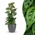 Monstera Adansonii Monkey Mask, 90cm, Moosstab, Grau Topf Bild 1