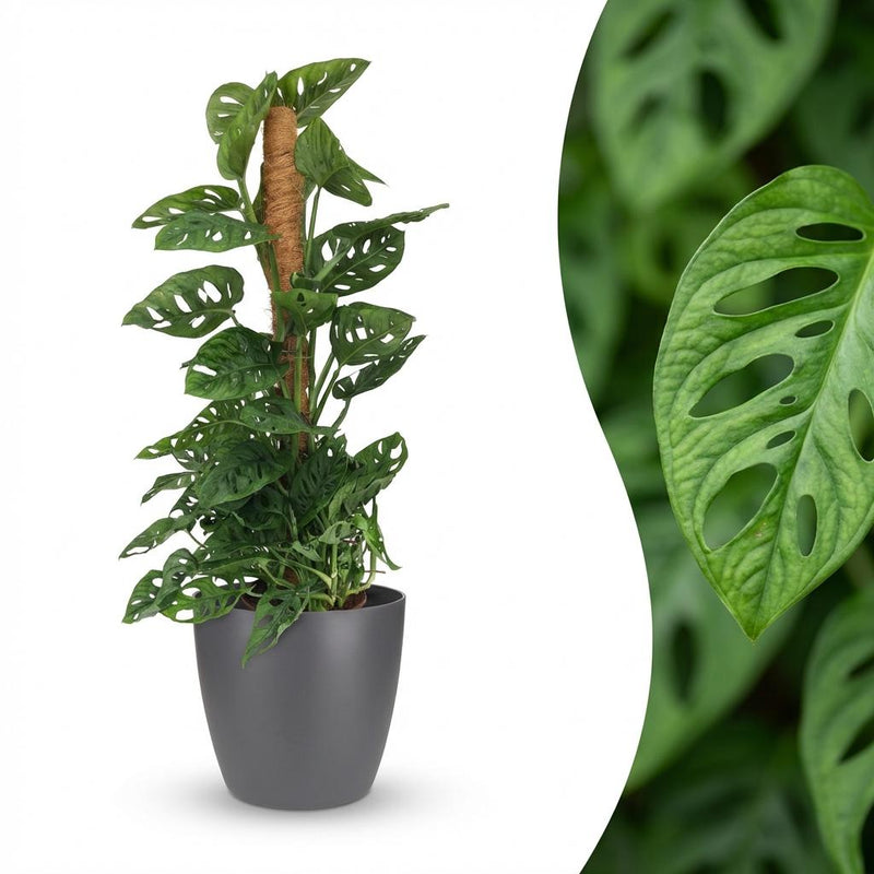 Monstera Adansonii Monkey Mask, 90cm, Moosstab, Grau Topf