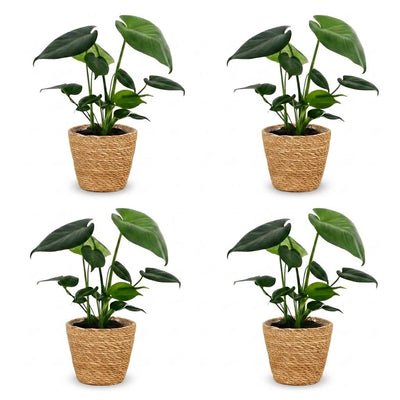 Green boutiQ - Monstera Deliciosa - Fensterblatt - 4 Pflanzen - mit Korb - Topf 12cm - Höhe 30cm