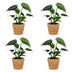 Green boutiQ - Monstera Deliciosa - Fensterblatt - 4 Pflanzen - mit Korb - Topf 12cm - Höhe 30cm Bild 2