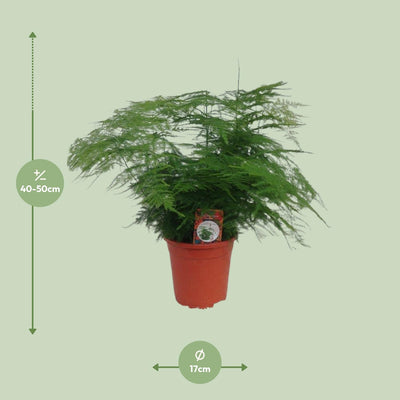 Asparagus Setaceus - Zier-Spargel im 17cm Topf, 45cm hoch