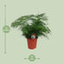 Asparagus Setaceus - Zier-Spargel im 17cm Topf, 45cm hoch Bild 2