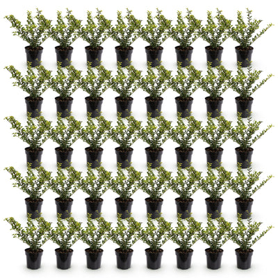 40x Ilex crenata Covenxa - Japanische Stechpalme - Heckenpflanzen - Immergrün - Grün - Topf 9cm - Höhe 20-30cm