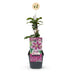 Clematis Piilu Climbing Plant – Pink Flowers, Easy Care, 2 Plants in Pot Bild 2