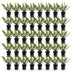 40x Ilex crenata 'Convexa' Japanische Stechpalme, 20-30cm, Topf 9cm Bild 2