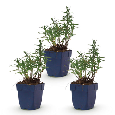 Green boutiQ - Perennial - Aster (D) Mediterranean - Sea Aster - Bee and Butterfly Attractors - Purple - 3 Plants - Pot 11cm - Height 15-25cm