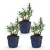 Green boutiQ - Perennial - Aster (D) Mediterranean - Sea Aster - Bee and Butterfly Attractors - Purple - 3 Plants - Pot 11cm - Height 15-25cm Bild 1