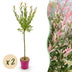 2x - Salix Flamingo - Ø19cm - ↕90-100cm Bild 1