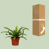 Asplenium Antiquum - Ø12cm - ↕25cm Bild 4