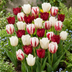 120x Tulipa Dutch Design Pink & Weiß – Frühlingsblüher Bild 2