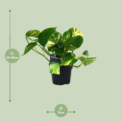 Scindapsus (Epipremnum) Aureum – Grünpflanze im 12cm Topf, 25cm hoch