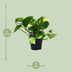 Scindapsus (Epipremnum) Aureum – Grünpflanze im 12cm Topf, 25cm hoch Bild 2
