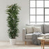 Ficus Alii King Säulenpflanze – 150 cm Bild 3