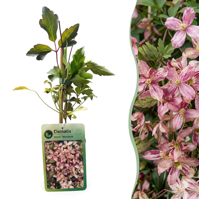 4x Winterjasmin 'Marjorie' – Kletterpflanze mit gelben Blüten im Winter