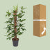 Philodendron Pedatum: Große Zimmerpflanze (ca. 120cm) im Ø24cm Topf Bild 4