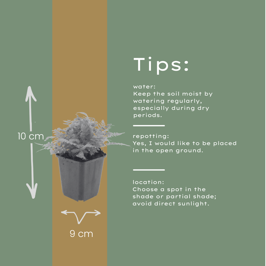12x Wurmfarn (Dryopteris filix-mas) - 10-25cm