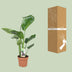 Strelitzia Nicolai - Bird of Paradise Plant, Ø17cm, ↕60cm Bild 4