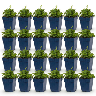 Green boutiQ - Perennial - Campanula posch. Lisduggan Variety - Delphinium - Ground Cover - White - 24 Plants - Pot 11cm - Height 15-25cm