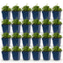 Green boutiQ - Perennial - Campanula posch. Lisduggan Variety - Delphinium - Ground Cover - White - 24 Plants - Pot 11cm - Height 15-25cm Bild 2