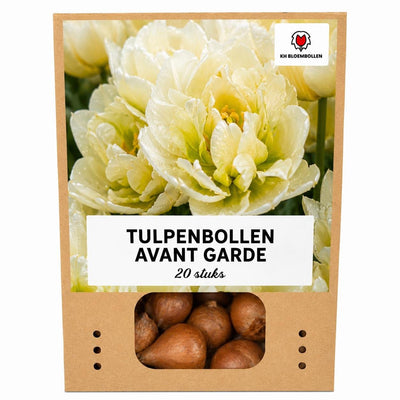 Tulpenzwiebeln Avant Garde – 20 Stuks | KH Bloembollen® | Gele Dubbelbloemige Tulp – Uniek, Vol & Elegant – Voor Tuin of Pot – Maat 11/12 – Vers van de Teler