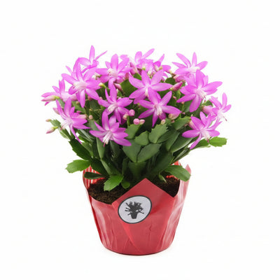 Schlumbergera Rosa - Ø17cm Topf - Pflegeleichte Zimmerpflanze