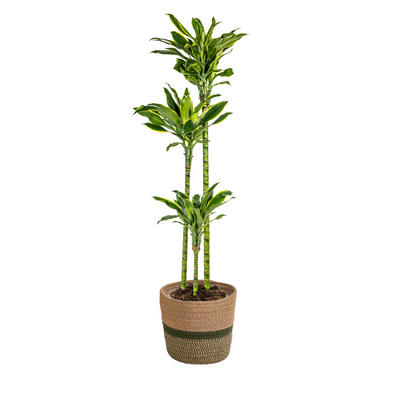 Dracaena Fragrans Golden Coast mit Korb Ø24cm - ↕130 - 150cm