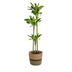 Dracaena Fragrans Golden Coast mit Korb Ø24cm - ↕130 - 150cm Bild 1