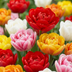 120x Tulipa Double Mix - Gefüllte Tulpenzwiebeln für den Frühling Bild 1