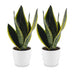 Green boutiQ - Sansevieria Future Superb - Bogenhanf - 2 Pflanzen - mit Weißem Topf - Topf 12cm - Höhe - 35cm Bild 2