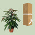 Ficus Binnendijkii 'Amstel King' P17 - 75cm - Elegant Houseplant Bild 5