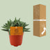 Crassula Tenelli Jade-Pflanze: Ø11cm Topf, 15cm hoch, pflegeleicht Bild 5