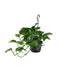 Scindapsus (Epipremnum) - 15cm Pot - 45cm high Bild 1