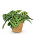 Maranta Fascinator Kerchoveana Zebrapflanze im Korb, 25cm Bild 2