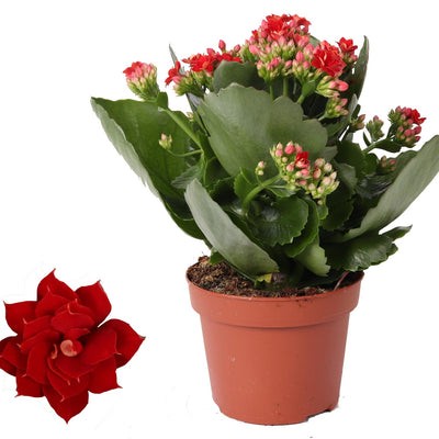 Kalanchoe Rosalina Don Justino Rood (Ø12cm, ↕27cm) - Samtige Blattpracht