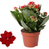 Kalanchoe Rosalina Don Justino Rood (Ø12cm, ↕27cm) - Samtige Blattpracht Bild 2