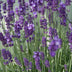 6x Lavendel 'Dwarf Blue' ↕10-25cm Ø9cm, duftende blaue Blüten Bild 6