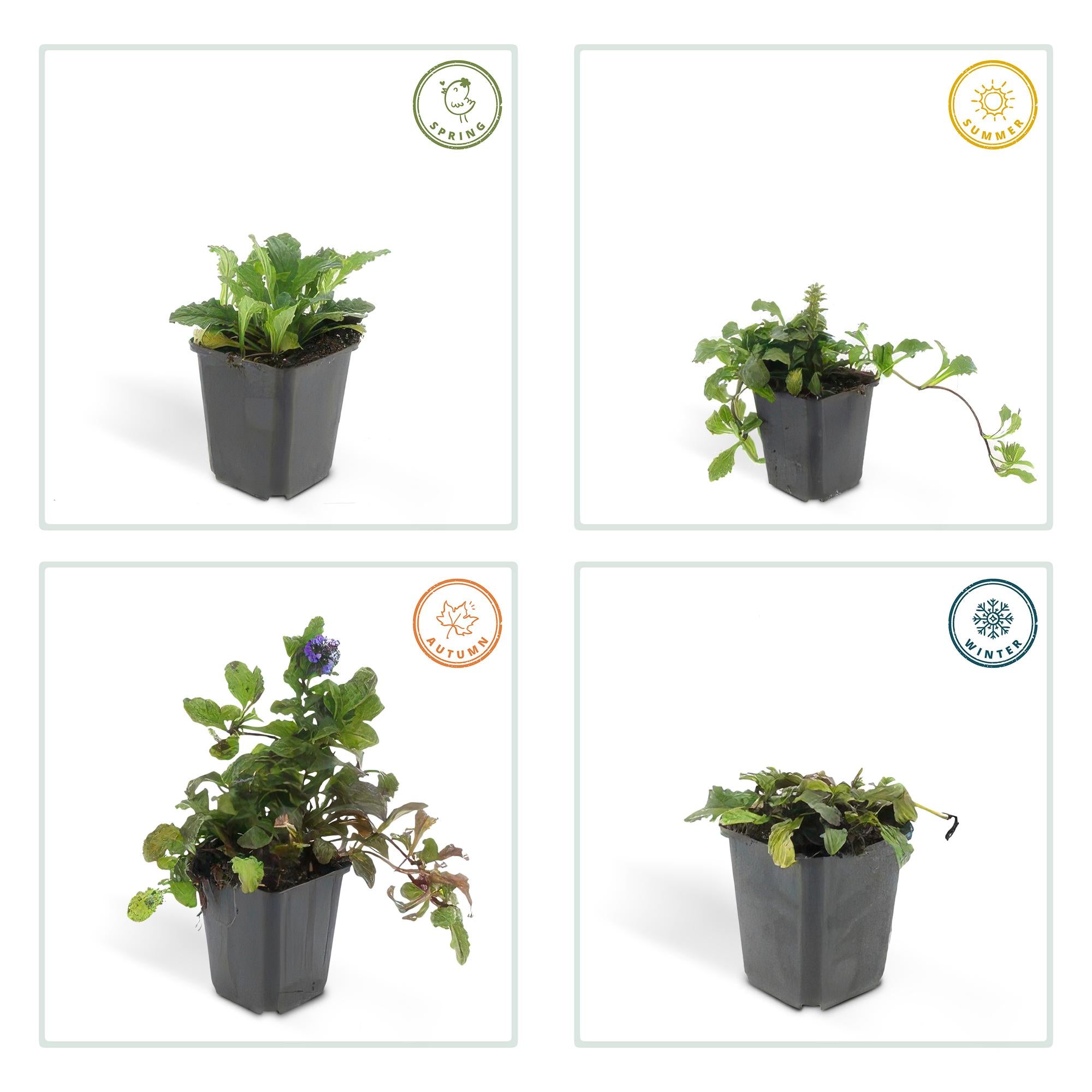 48x Ajuga reptans - ↕10-25cm - Ø9cm