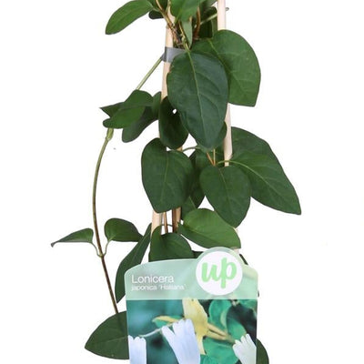 3x Lonicera japonica 'Halliana' - Geißblatt, 65cm hoch, Ø15cm